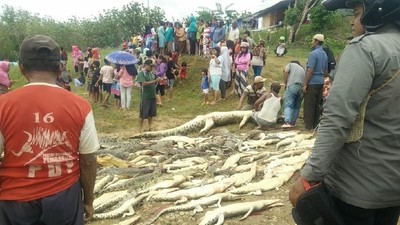 Penampakan 292 Ekor Buaya yang Dibantai di Sorong