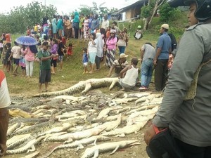 Pencarian Kangkung Berujung Pembantaian 292 Buaya Milik Negara