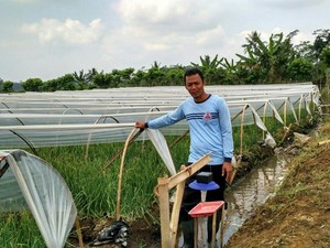 Cara Petani Bawang Merah Hindari Penyakit Inul di Musim Hujan