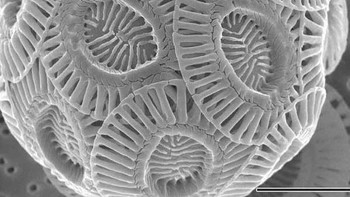 Kapur tulis. Foto: instagram.com/pod.mikroskopom