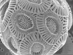 Bikin Terperangah! Ketika Benda-benda Dilihat dari Mikroskop