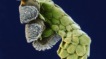 Kaki kadal. Foto: instagram.com/pod.mikroskopom