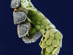 Bikin Terperangah! Ketika Benda-benda Dilihat dari Mikroskop