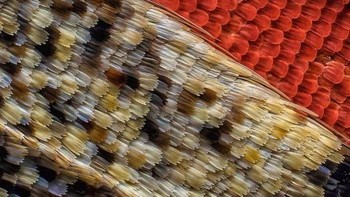 Saya kupu-kupu. Foto: instagram.com/pod.mikroskopom