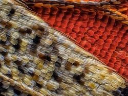 Bikin Terperangah! Ketika Benda-benda Dilihat dari Mikroskop