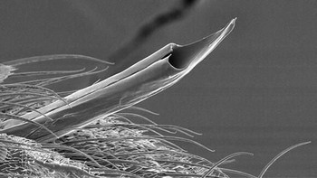 Jarum penghisap nyamuk. Foto: instagram.com/pod.mikroskopom