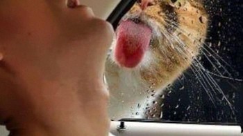 Edisi dijilat kucing. Foto: facebook.com/groups/ITGod/