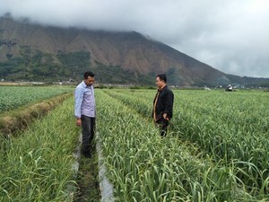 Wilayah di Kaki Gunung Rinjani Ini Jadi Surga Bawang Putih