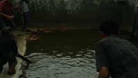 Aksi penangkapan dan pembunuhan seluruh buaya milik PT Mitra Lestari Abadi dilakukan tepat setelah pemakaman almarhum Sugito, kata Hary.