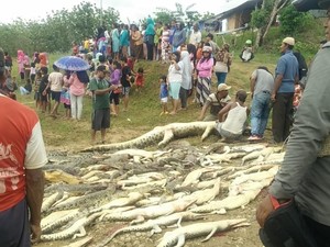 Sebelum Bantai 292 Buaya, Warga Pertanyakan Izin Penangkaran