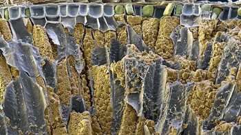 Gandum. Foto: instagram.com/pod.mikroskopom