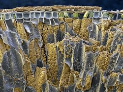 Bikin Terperangah! Ketika Benda-benda Dilihat dari Mikroskop