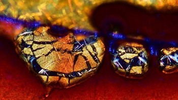 Kopi. Foto: instagram.com/pod.mikroskopom