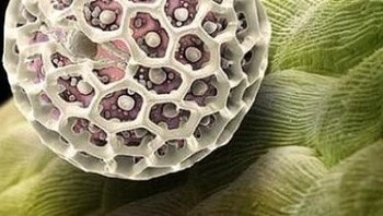 Serbuk sari. Foto: instagram.com/pod.mikroskopom