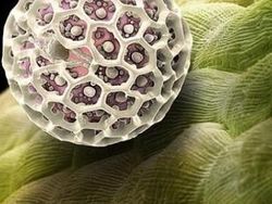 Bikin Terperangah! Ketika Benda-benda Dilihat dari Mikroskop