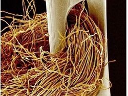 Bikin Terperangah! Ketika Benda-benda Dilihat dari Mikroskop