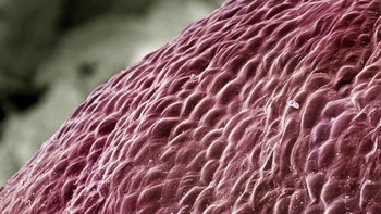 Anggur merah. Foto: instagram.com/pod.mikroskopom