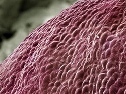 Bikin Terperangah! Ketika Benda-benda Dilihat dari Mikroskop