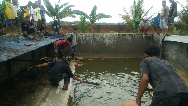 292 Buaya Dibantai Gara-gara Makan Seorang Warga di Sorong