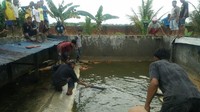 Peristiwa itu terjadi di sebuah penangkaran buaya milik PT Mitra Lestari Abadi, Jalan Bandara, Kelurahan Klamalu, Distrik Mariat, pada Sabtu (14/7/2018) pukul 10.30 WIB kemarin. 