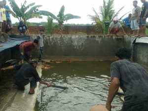 KLHK: 292 Buaya yang Dibantai di Sorong Semuanya Milik Pemerintah