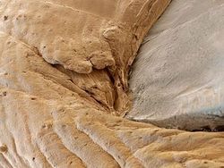 Bikin Terperangah! Ketika Benda-benda Dilihat dari Mikroskop