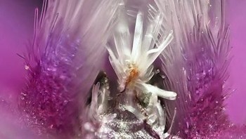 Bunga. Foto: instagram.com/pod.mikroskopom