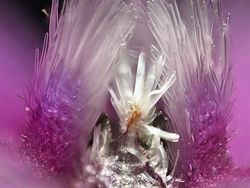 Bikin Terperangah! Ketika Benda-benda Dilihat dari Mikroskop