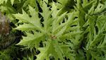 Hogweed, Tanaman Monster yang Ancam Nyawa Hanya dengan Sentuhan