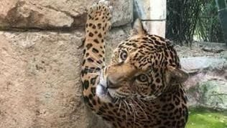 Valerio si jaguar yang lepas dari kandang