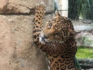 Jaguar Kedapatan Meong Kayak Kucing, Begini Suaranya
