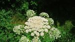 Hogweed, Tanaman Monster yang Ancam Nyawa Hanya dengan Sentuhan