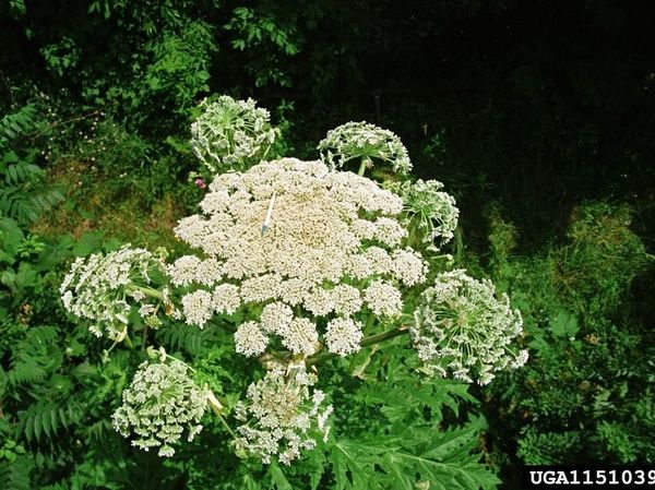 Hogweed, Tanaman Monster yang Ancam Nyawa Hanya dengan Sentuhan