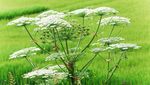 Hogweed, Tanaman Monster yang Ancam Nyawa Hanya dengan Sentuhan