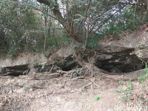 Warga Kampung Ini Akan Basmi Sanca, Serbu Sarangnya di Gua