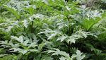 Hogweed, Tanaman Monster yang Ancam Nyawa Hanya dengan Sentuhan
