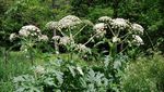 Hogweed, Tanaman Monster yang Ancam Nyawa Hanya dengan Sentuhan
