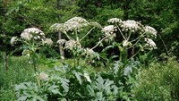 Tanaman Hogweed biasa ditemukan di sejumlah wilayah di Amerika Serikat dan Inggris. Foto: dok. Minnesota Department of Agriculture