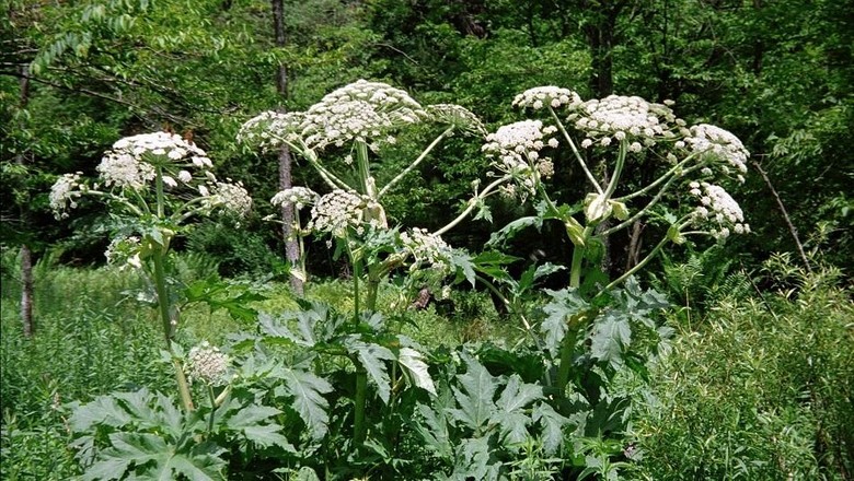 Tentang Hogweed, Tanaman Monster yang Bikin Luka Bakar hingga Buta Tentang Hogweed, Tanaman Monster yang Bikin Luka Bakar hingga Buta