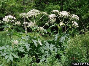 Tentang Hogweed, Tanaman Monster yang Bikin Luka Bakar hingga Buta