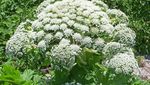 Hogweed, Tanaman Monster yang Ancam Nyawa Hanya dengan Sentuhan