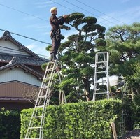 Marusame suka merawat pohon bonsai. Foto: Instagram
