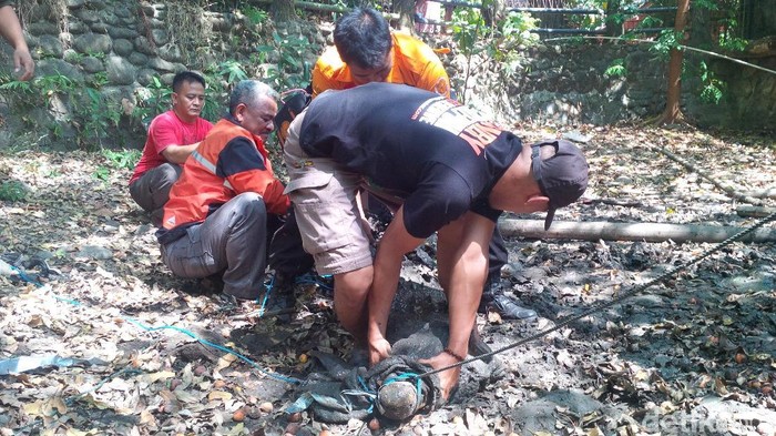 Buaya dievakuasi di sukabumi