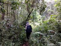 Melewati hutan