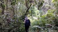 Jalan berbatu dan persawahan jadi etape pertama yang menyambut pendaki. Setelah itu, baru masuk hutan. Hutan di sepanjang jalur ini sangat homogen. (Muhammad Idris/detikTravel)
