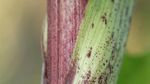 Hogweed, Tanaman Monster yang Ancam Nyawa Hanya dengan Sentuhan