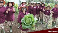 Wah keren! Moeldoko dan sang istri ternyata punya hobi berkebun. Salah satu kebanggaan saya dan istri adalah bisa panen hasil kebun sendiri, katanya. Btw, itu kubisnya besar sekali ya? Foto: Instagram @dr_moeldoko