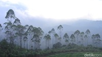 Pemandangan perkebunan teh jadi sajian utama tempat ini. Hijau sejauh mata memandang! (Wisma Putra/detikTravel)