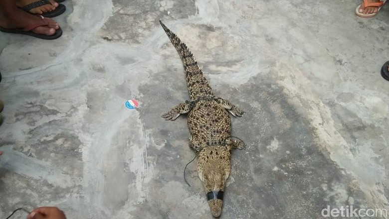 Warga Tangkap Buaya di Sungai Deli Medan Warga Tangkap Buaya di Sungai Deli Medan