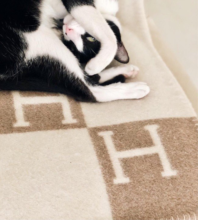 Heart yang bukan hanya memiliki banyak tas Hermes tapi juga produk lain dari brand high end tersebut, rela menjadikan selimut Hermes seharga Rp 20 jutaan sebagai alas tidur kucing kesayangannya. Foto: Instagram